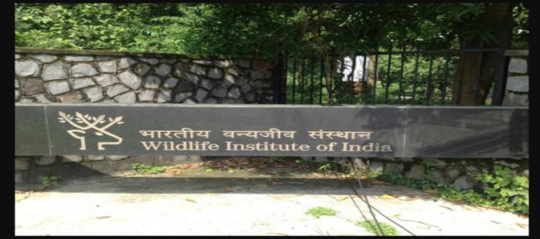 wildlife institute of india phd admission 2022