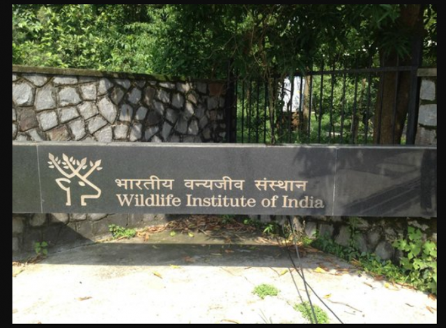 wildlife institute of india phd admission 2023